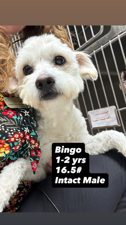 picture of the dog needing adoption