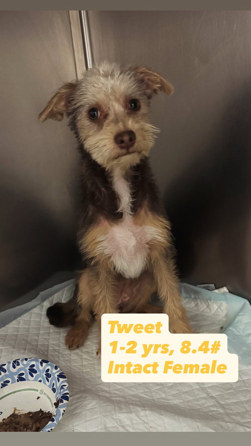 picture of the dog needing adoption