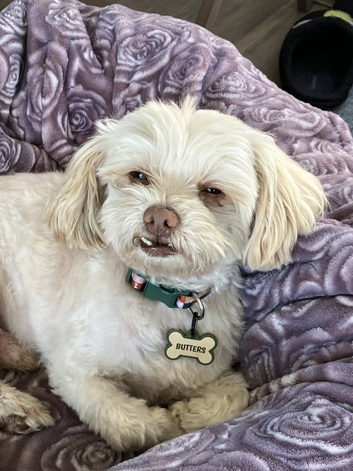 Duffy (Shih-Tzu), an adoptable Shih Tzu in San Diego , CA