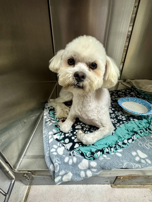 picture of the dog needing adoption
