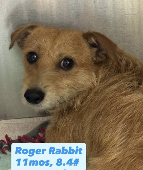 Roger Rabbit, an adoptable Terrier in San Diego , CA