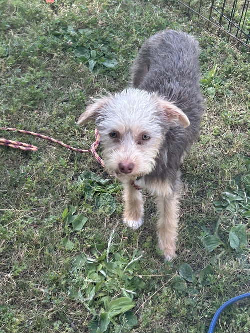 Tweet, an adoptable Yorkshire Terrier Yorkie in San Diego , CA