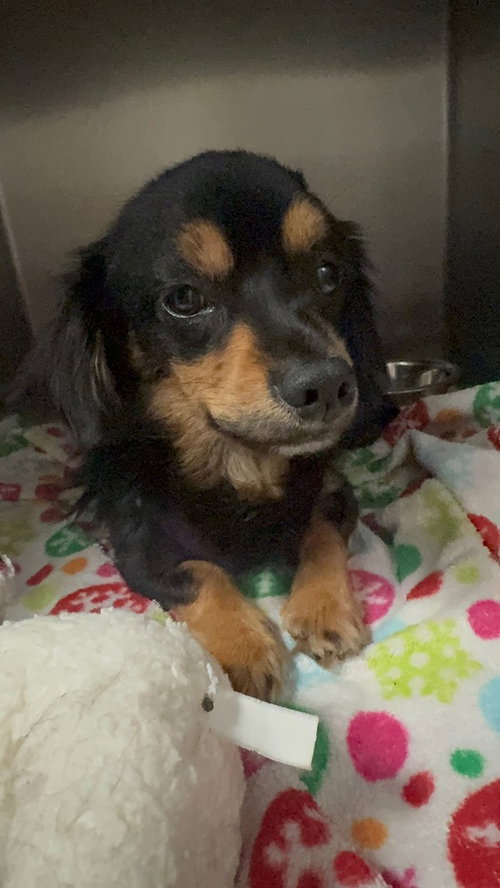 Stellan, an adoptable Cavalier King Charles Spaniel in San Diego , CA