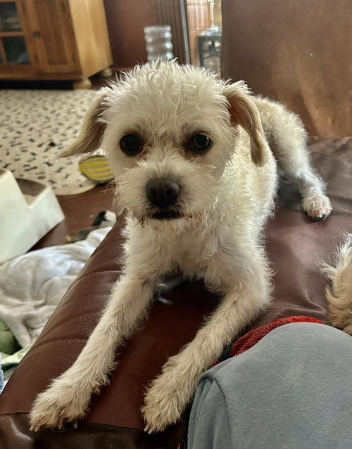 Peep, an adoptable Poodle in San Diego , CA