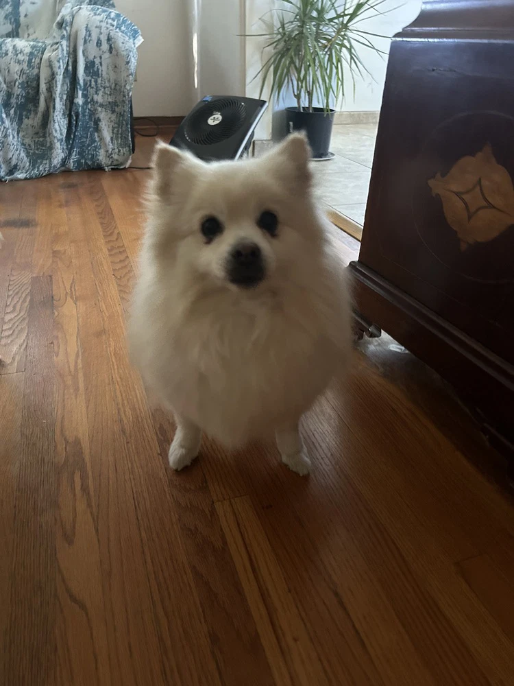 Toby Courtesy Post
