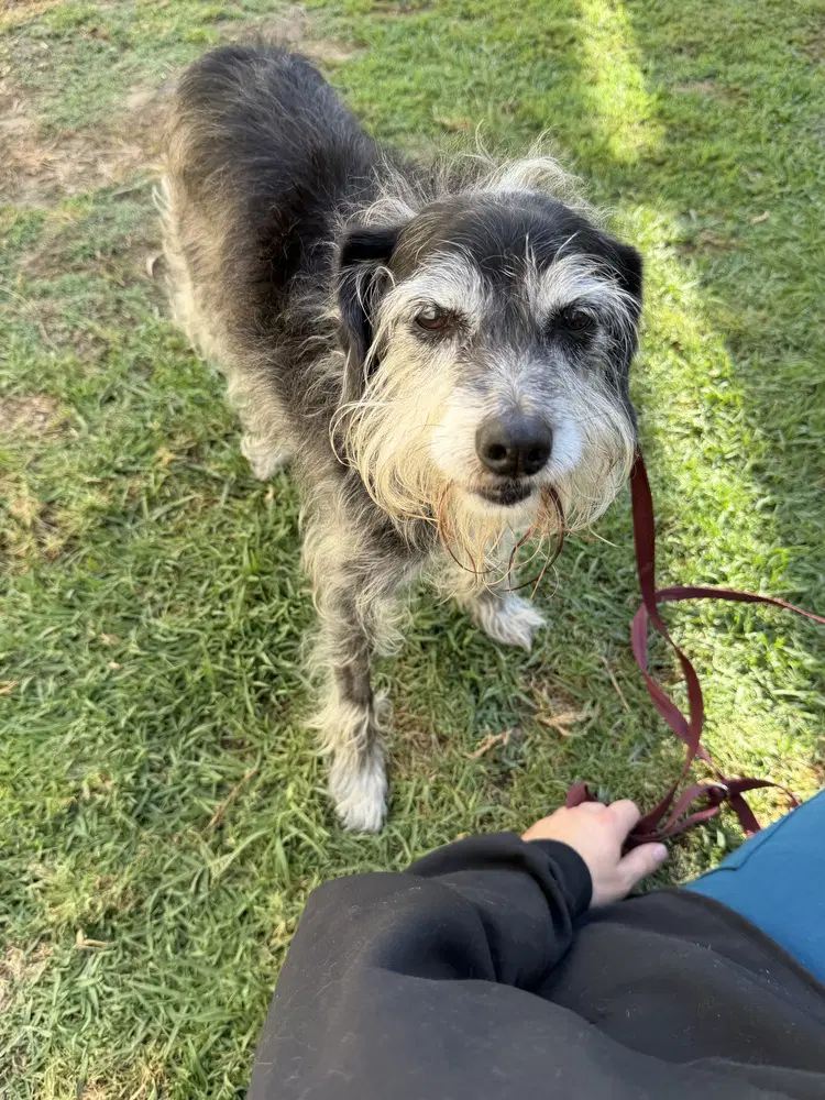 Boston - Schnauzer