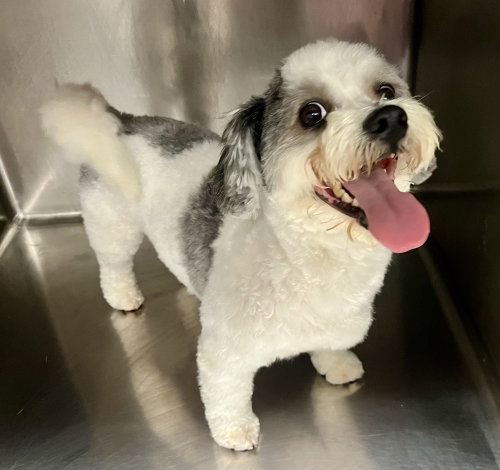 Teddy, an adoptable Havanese in San Diego , CA