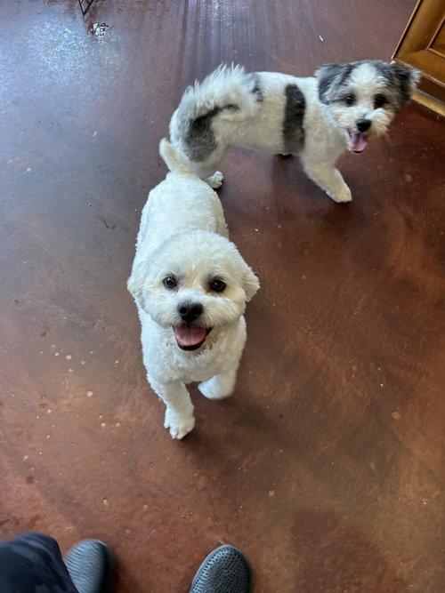 Toby, an adoptable Havanese in San Diego , CA