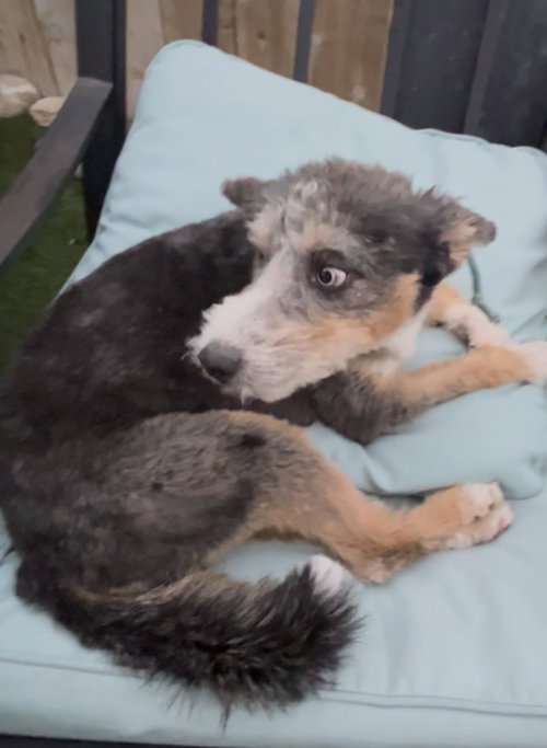 Gabriel, an adoptable Schnauzer in San Diego , CA