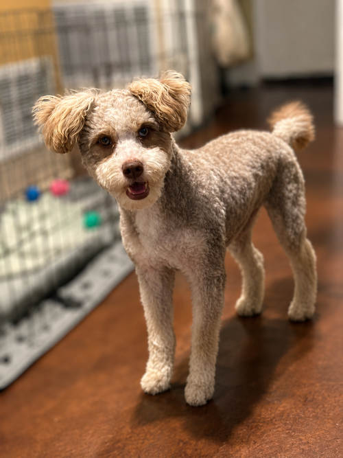 Azura, an adoptable Poodle in San Diego , CA