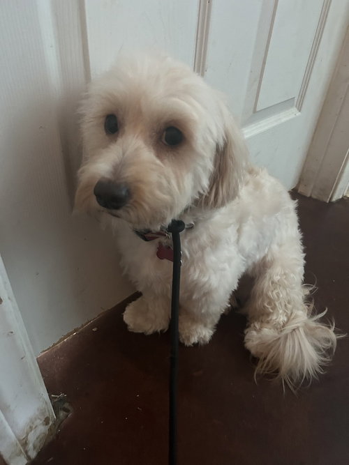 Alpine, an adoptable Poodle in San Diego , CA