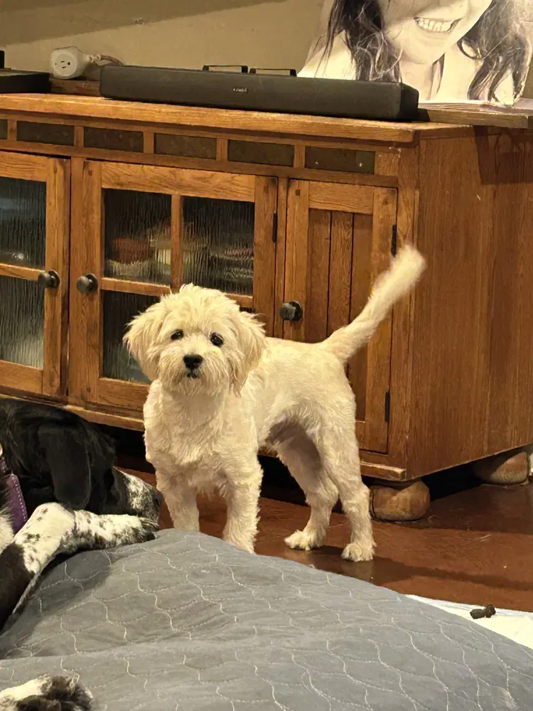 Heath - Maltese