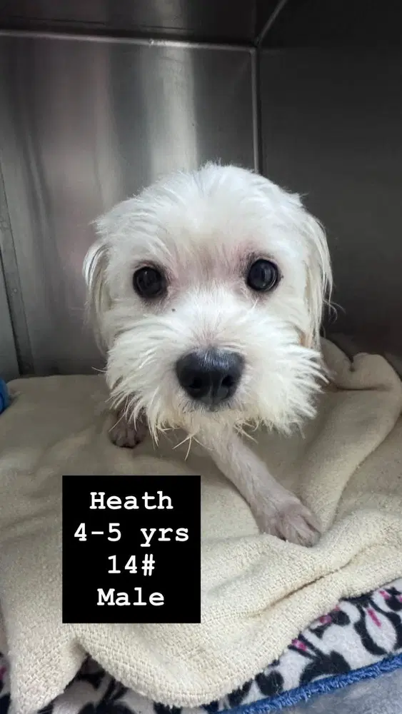 Heath image 3