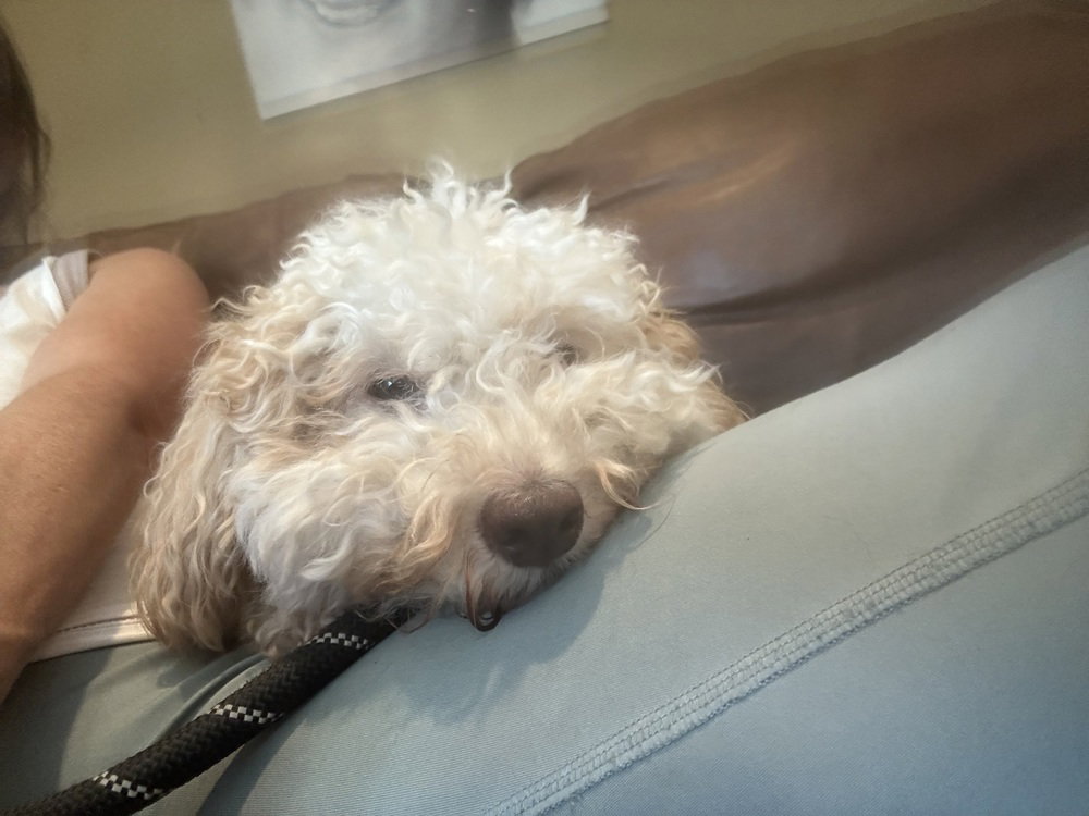 Jax, Poodle (Miniature)