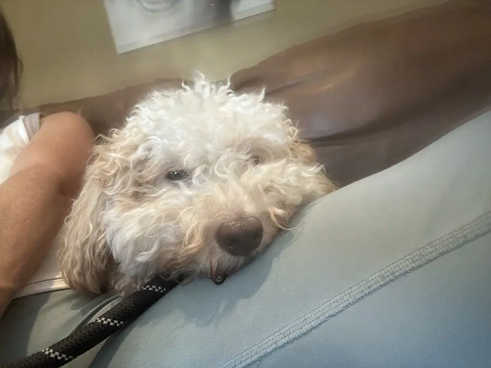 Jax - Poodle (Miniature)