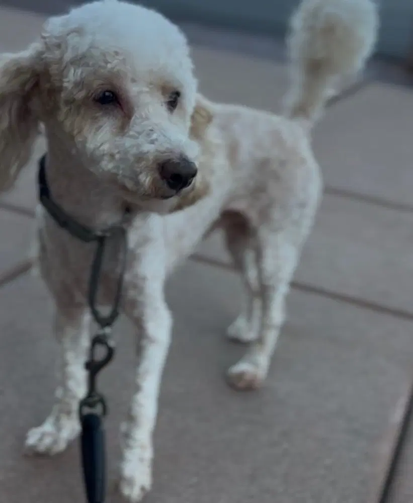 Jax image 4