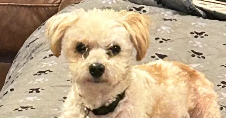 Luca - Maltese