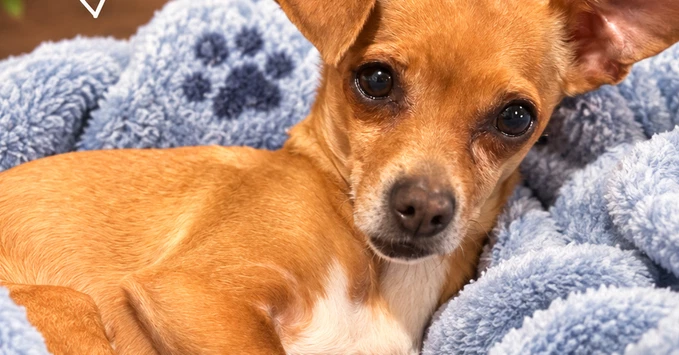 Patagonia