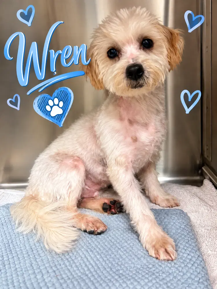 Wren - Poodle mix