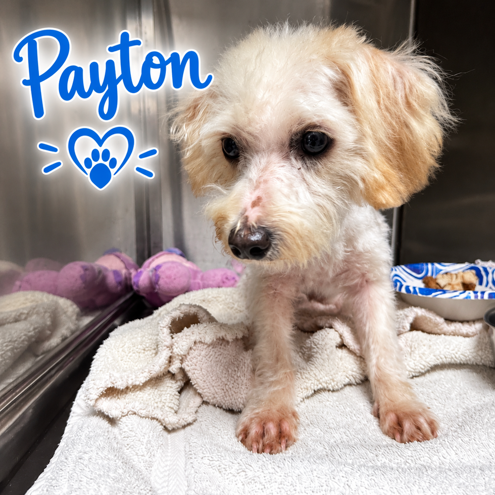 Payton, Maltese