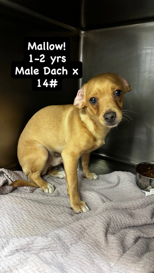 Mallow, Dachshund