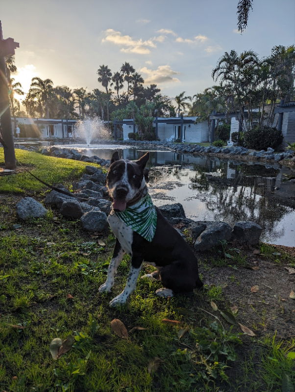 adoptable Dog in San Diego, CA named Keanu