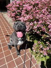 Leo - Photo 2