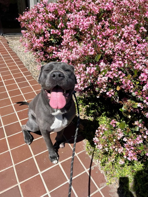 LEO - Neapolitan Mastiff available for adoption