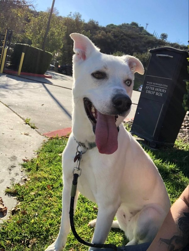adoptable Dog in San Diego, CA named Bulma