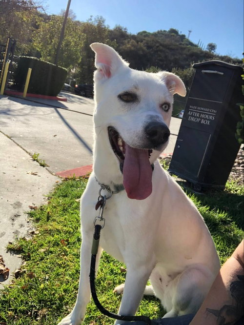 BULMA - Husky / Terrier available for adoption