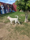Bulma - Photo 7