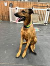 adoptable Dog in San Diego, CA named Taylor