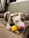 Morgan - Photo 9
