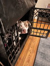 Morgan - Photo 10