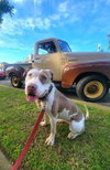 Morgan - Photo 3
