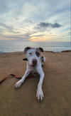 Morgan - Photo 2