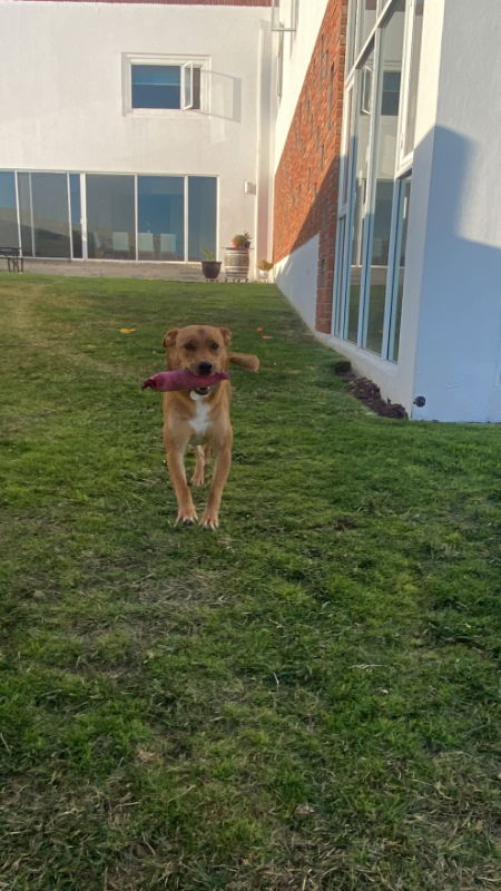 adoptable Dog in San Diego, CA named Brandy