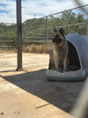 Indy - Photo 3