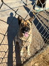 Indy - Photo 4