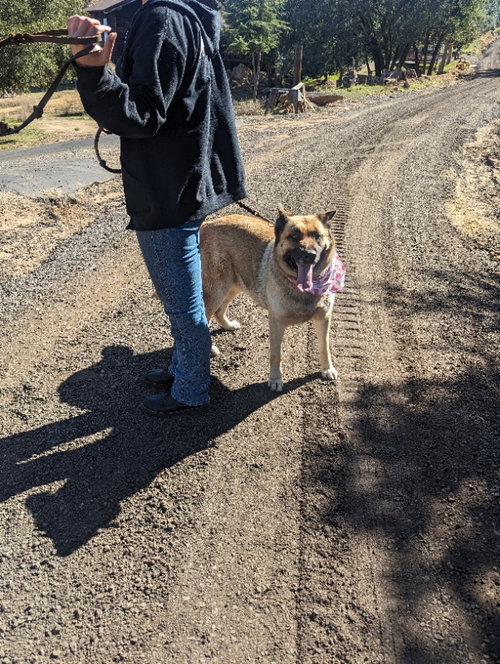 INDY - German Shepherd Dog / Shepherd available for adoption