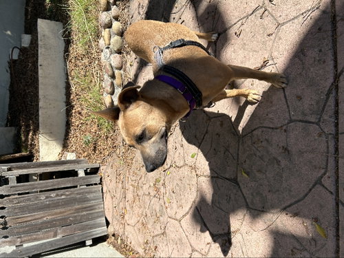 GEMMA - Rhodesian Ridgeback / American Pit Bull Terrier available for adoption
