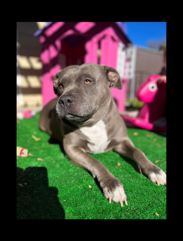 adoptable Dog in San Diego, CA named Nova