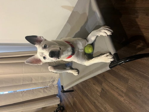 MOLLIE - Husky / Shepherd available for adoption