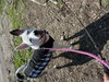 Mollie - Photo 3