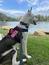 Mollie - Photo 4