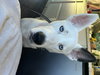 Mollie - Photo 5
