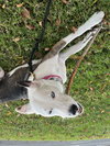 Mollie - Photo 6
