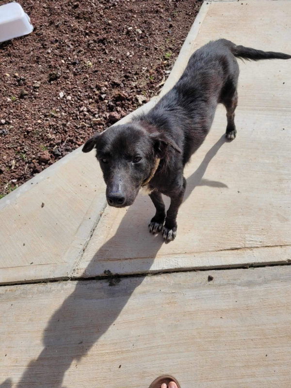 adoptable Dog in San Diego, CA named Max