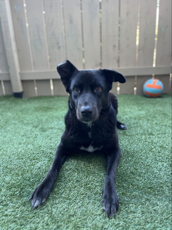 adoptable Dog in San Diego, CA named Winnie