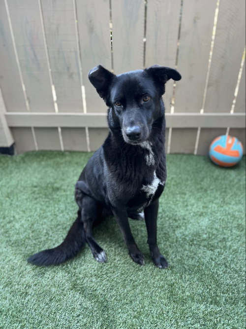 WINNIE - Labrador Retriever / Australian Shepherd available for adoption